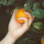 fruit picking d’orange en australie