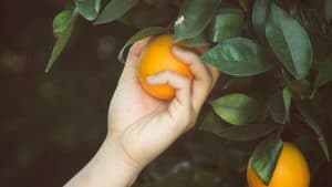 ramasser des oranges en australie