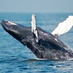 Baleines-excursion-jervis-bay