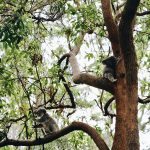 Jervis-koalas