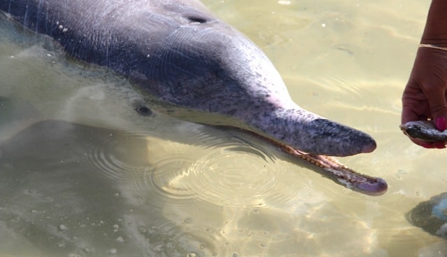 Nourrir les Dauphins en Australie à Tin Can Bay (QLD)