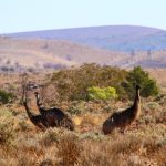 Flinders Ranges parc national