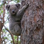 koala australie (1)