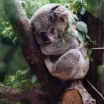koala australie