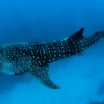 nager-avec-requins-baleine-exmouth-australie