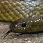 brown-snake-australie