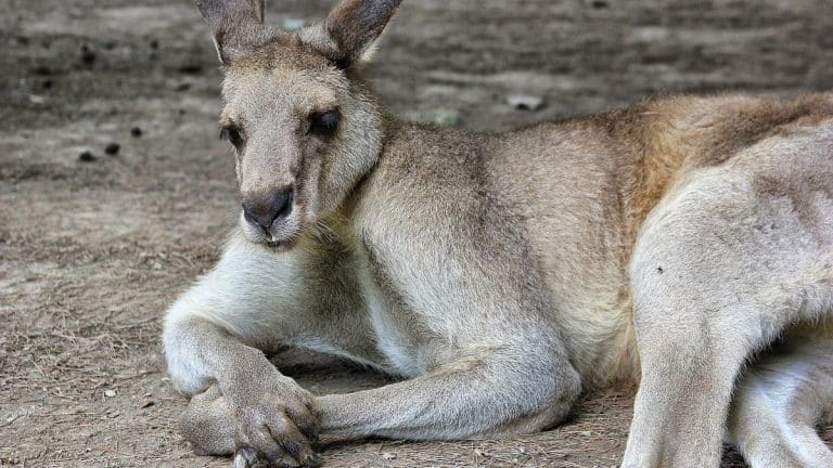 Le Kangourou en Australie