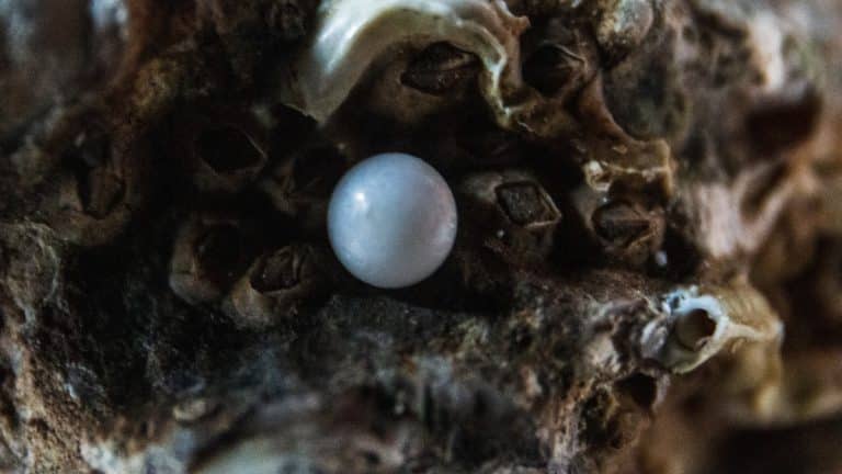 Travailler dans la récolte de perles en Australie – conseils et retour d’expérience