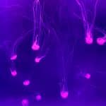 meduses-auarium-australie