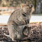 Quokka-reproduction