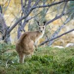 Kangaroo-Stradbroke-Island