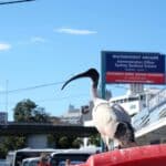 Sydney-Fish-Market