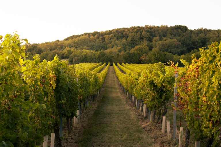 Faire les vendanges en Australie : conseils et retour d’expérience